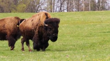  Çayır otlaklarında yürüyen iki bizon.
