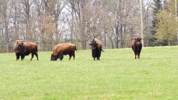 Quatre bisons sur pâturage.