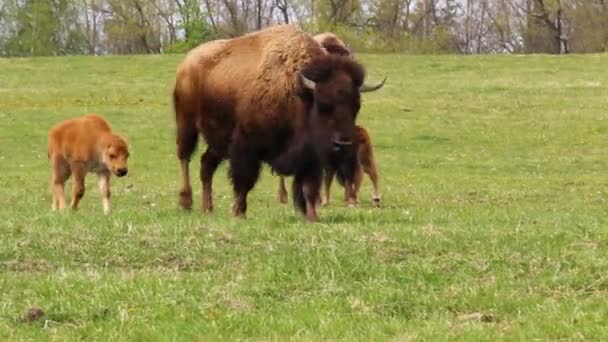 Mały Żubr Biegający Łące Pastwisko — Wideo stockowe