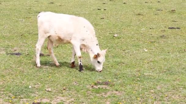 Pequeno Bonito Branco Texas Longhorn Comer Grama Prado — Vídeo de Stock