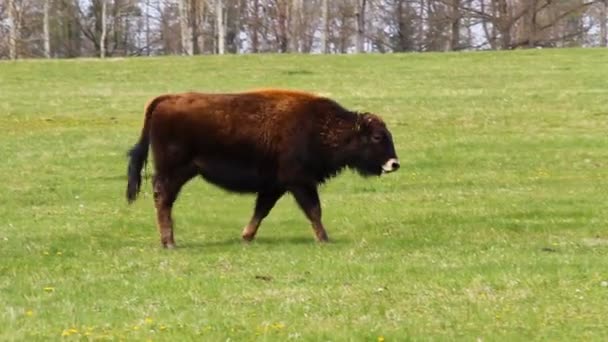 Kráčející Kráva Amerického Bizona Travnatých Pastvinách — Stock video