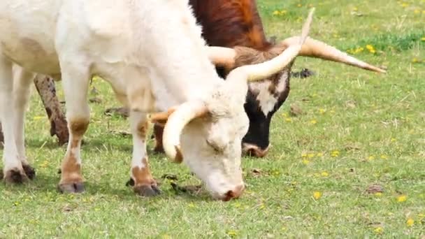 Detalle Dos Texas Marrones Blancos Cuerno Largo Comiendo Hierba Prado — Vídeo de stock