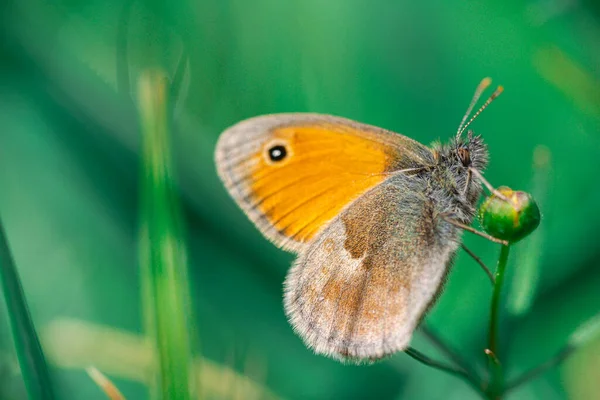 Μικρό Στεφάνι Coenonympha Pamphilus Πεταλούδα Κάθονται Μικρά Άνθη Λουλουδιών — Φωτογραφία Αρχείου