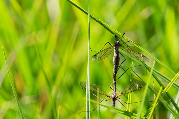 Zwei Kopulationstipula Maxima Auf Graswiesen Natur Quelle Hintergrund — Stockfoto