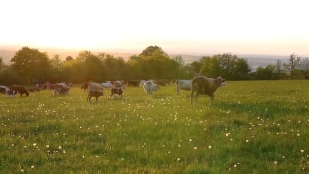 Pequeño Ternero Marrón Con Vacas Blancas Morenas Pasto Pradera República — Vídeo de stock