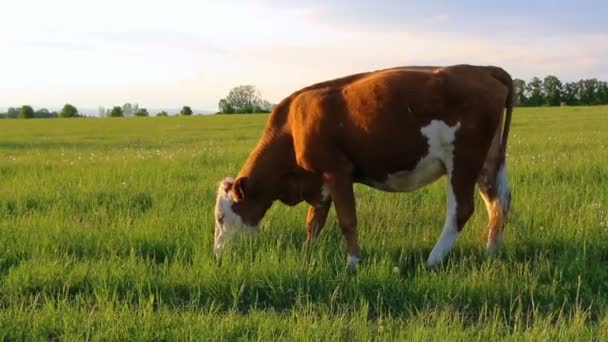 Vaca Comiendo Hierba Pasto Pradera República Checa — Vídeo de stock