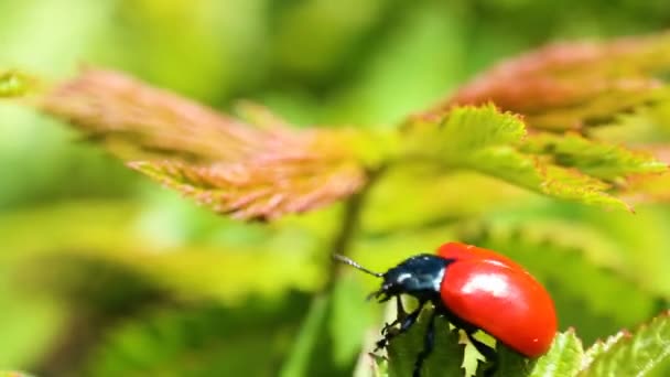 Red Ladybug Crawl Green Leave — Stock Video