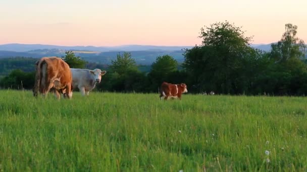 Pequeño Ternero Marrón Con Vacas Blancas Morenas Pasto Pradera República — Vídeo de stock