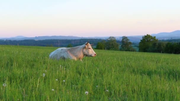 Vache Mangeant Herbe Sur Les Pâturages République Tchèque — Video