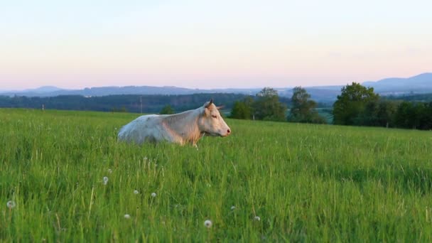 krávy jedí trávu na loukách. Česká republika