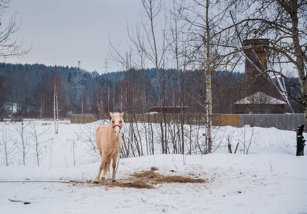 Molino y caballo en invierno — Foto de Stock