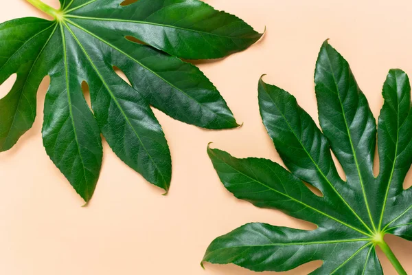 Green aralia leaves on a peach background.