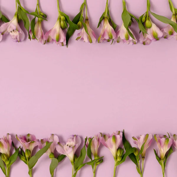 Frame made of alstroemeria flowers on a purple pastel background. Spring concept with copy space.