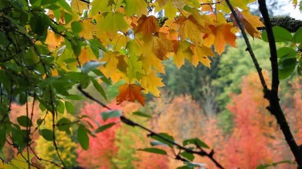 Película de alta definición de árboles de arce bokeh fuera de foco follaje en otoño colorido temporada de otoño 1080p — Vídeos de Stock