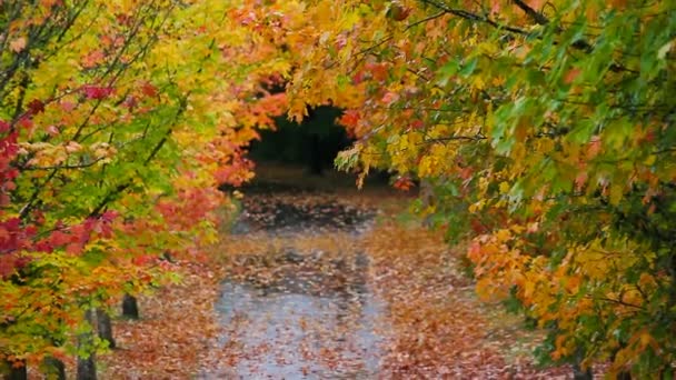 Цветные осенние листья высоких кленовых деревьев выстроились вдоль улицы в парке, увеличив масштаб 1080p — стоковое видео