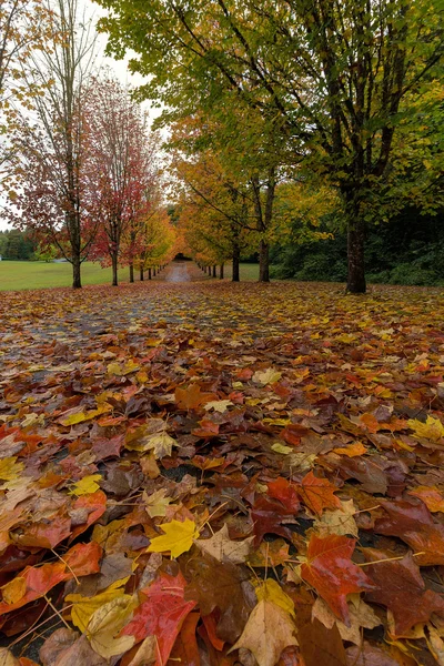 Caída hojas de arce en el camino a pie — Foto de Stock