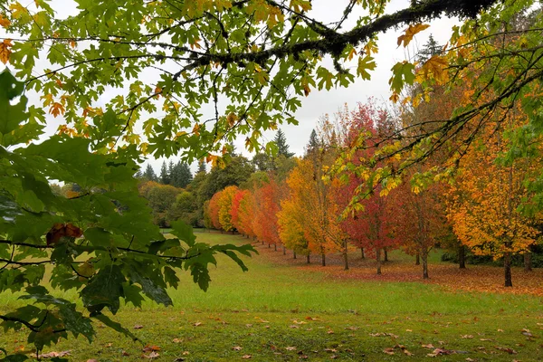 Akçaağaç Ağaçlar Sonbahar renkleri — Stok fotoğraf