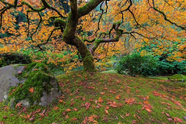 Sob a Árvore Japonesa do Macaco na Temporada de Outono — Fotografia de Stock