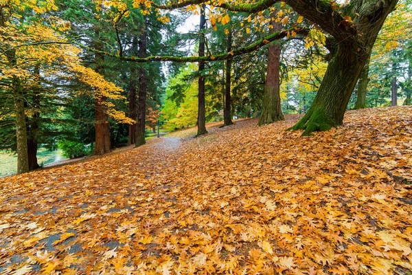 Садовый путь, покрытый осенними листьями — стоковое фото