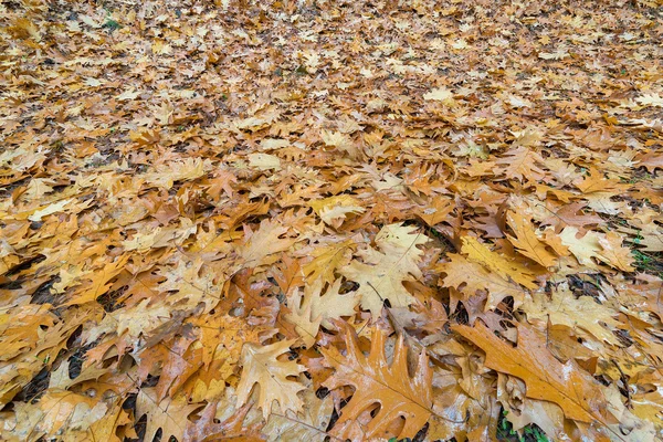 Oak Leaves on the Ground in Autumn — Stock Photo, Image