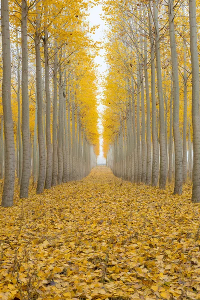 Pappelbaumhof an einem nebligen Morgen im Herbst — Stockfoto