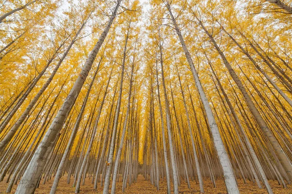 Simetría de la granja de álamo en Oregon — Foto de Stock