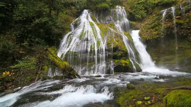 Filmů ve vysokém rozlišení z působivé Panther Creek Falls s padající vodou audio zvuky ve státě Washington 1080p hd