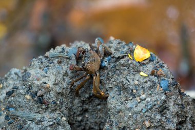 Ağaç tırmanma Yengeç, sulak alanlar