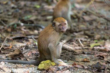 Baby Monkey in Pulau Ubin Island clipart