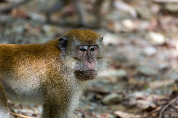 Pulau Ubin Adası'nda vahşi maymun — Stok fotoğraf