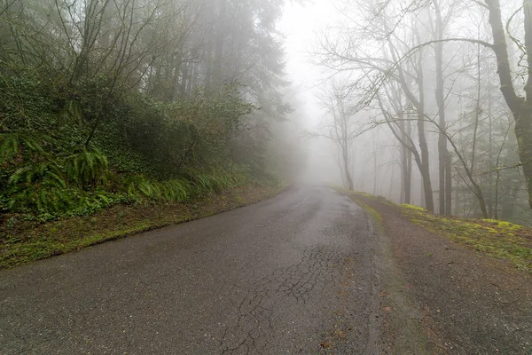 穿过雾奥地俄勒冈州森林的偏远道路 — 图库照片