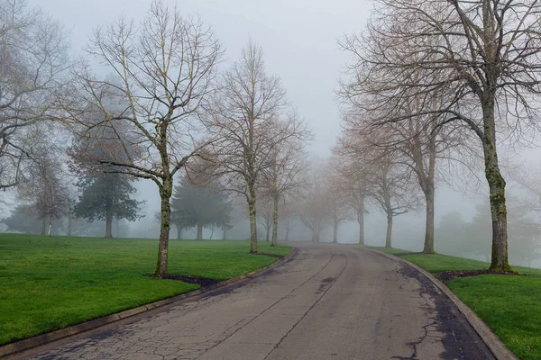 Туманное утро в парке — стоковое фото