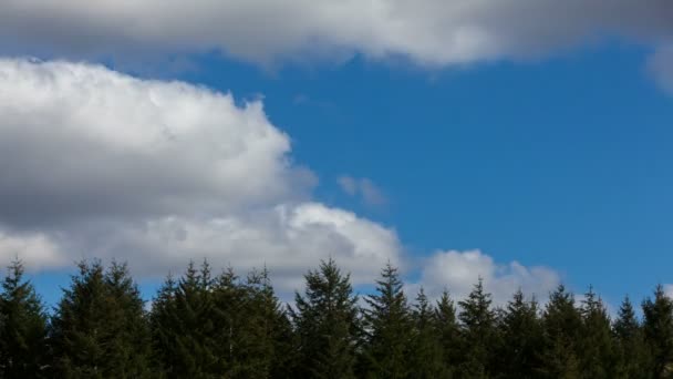 Временной ролик белых облаков, движущихся по красивому голубому небу над зелеными вечнозелеными деревьями 4k uk — стоковое видео