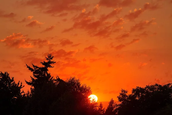木のシルエットの背後にある黄金の夕日 — ストック写真