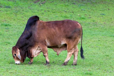 Brahman Cattle Grazing on Green Pasture clipart
