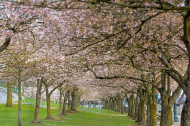 Satır kiraz çiçeği ağaç bahar