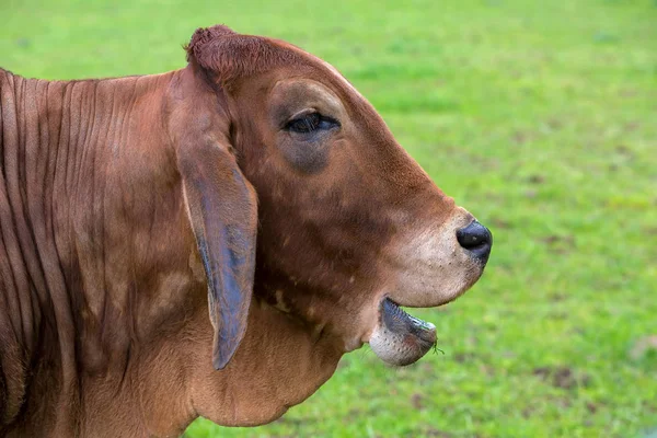 Brahman gado sorrindo perfil lateral retrato — Fotografia de Stock