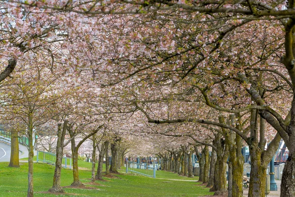 Rijen van bomen van de kersenbloesem in de lente — Stockfoto