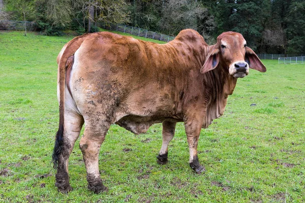 Ganado Brahman en una granja — Foto de Stock