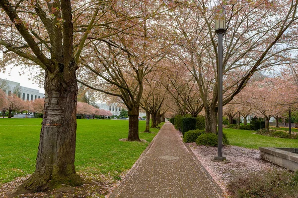Árvores de flor de cerejeira ao longo do caminho no parque em Salem Oregon — Fotografia de Stock