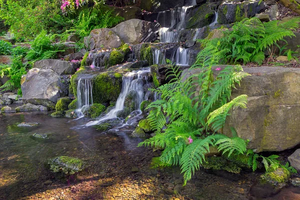 Paprocie przez wodospad w ogrodzie Rhododendron Crystal Springs — Zdjęcie stockowe