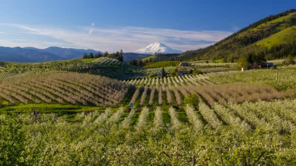 Time lapse movie of moving clouds and sky over snow covered Mt. Adams and rolling hills landscape pear orchards in Hood River Oregon spring season 4k ultra high definition uhd — Stock Video
