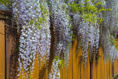 Tahta çitin üzerinden ilkbaharda çiçek açan wisteria çiçekler