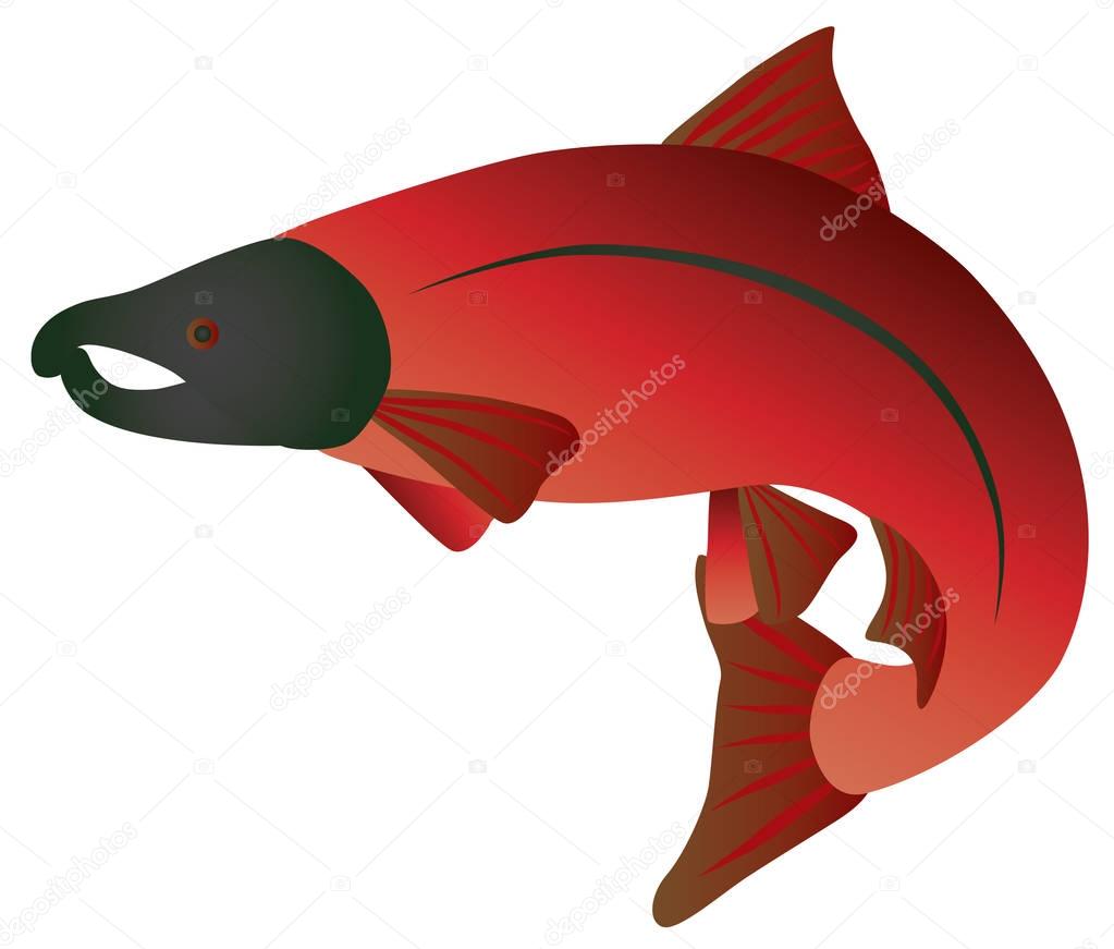 Coho Salmon Color vector Illustration