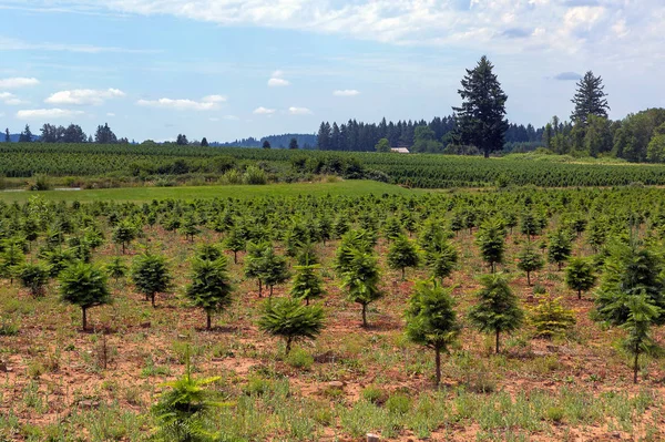 Christmas Tree Farm in Oregon — Stock Photo, Image