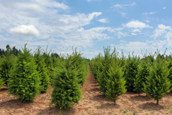 Rows of Christmas Trees at Farm in Oregon — Stock Photo, Image