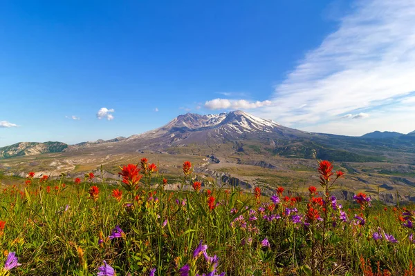 Blommor på Mount Saint Helens — Stockfoto