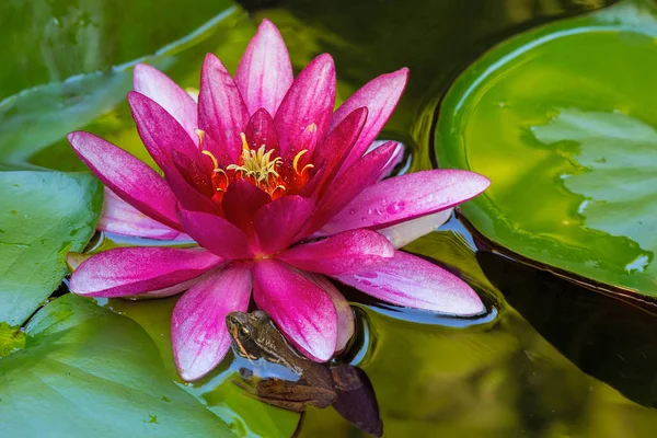 Pacific Tree Frog by Water Lily Flower — Stock Photo, Image