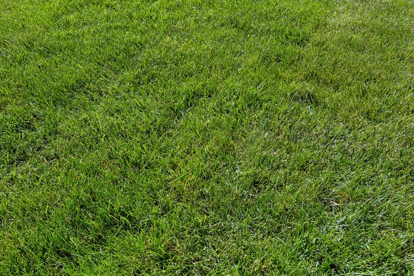 Grünes Gras Rasen Hintergrund — Stockfoto
