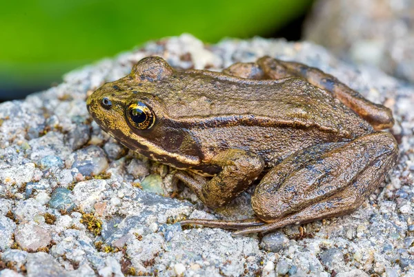 Pacific Tree Frog Primo piano — Foto Stock